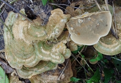Trametes polyzona