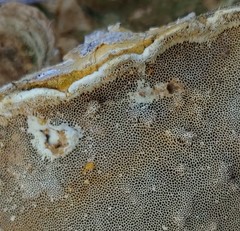 Trametes polyzona