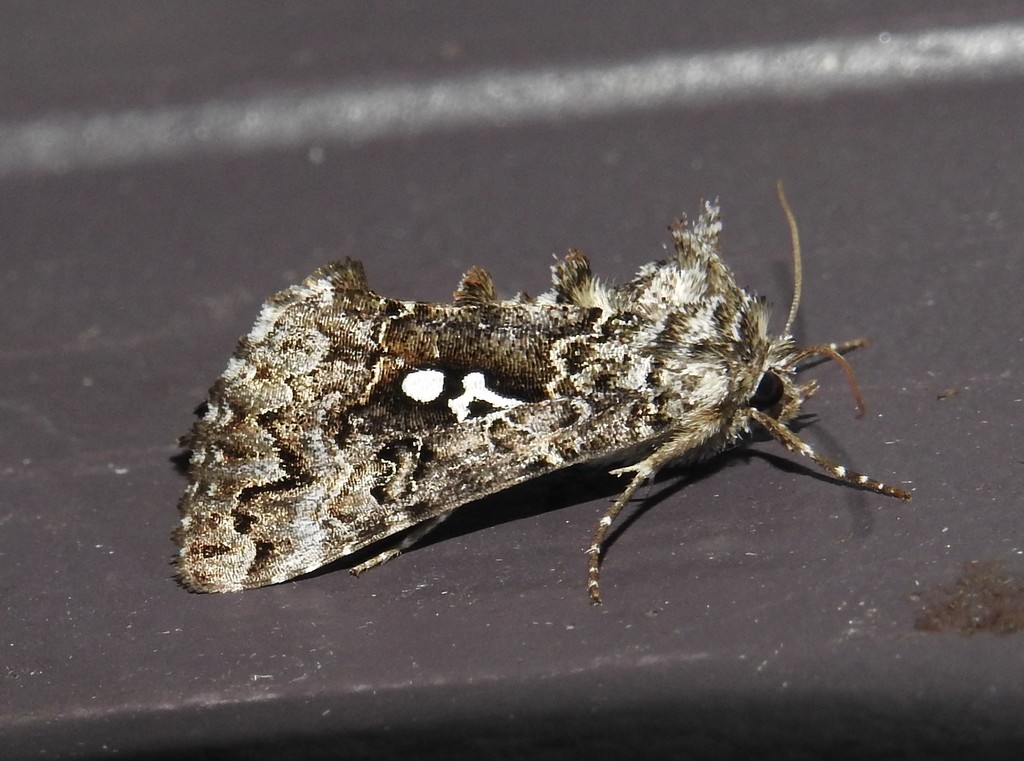 Abstruse False Looper Moth
