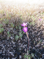 Phemeranthus calcaricus