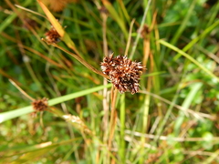 Luzula multiflora sibirica