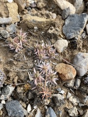 Eriogonum villiflorum