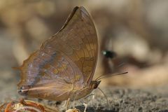 Charaxes psaphon