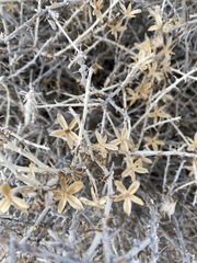 Tetradymia spinosa