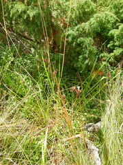 Luzula multiflora sibirica