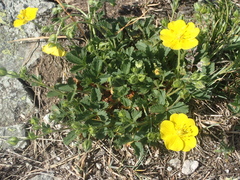 Potentilla grandiflora