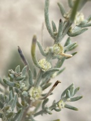 Neokochia americana