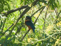 Alcedo atthis ispida