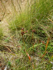 Luzula multiflora sibirica