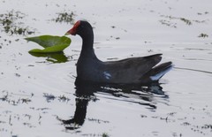 Gallinula galeata cachinnans
