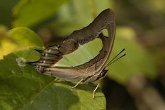 Polyura