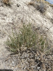 Neokochia americana