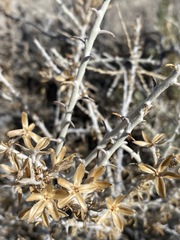 Tetradymia spinosa