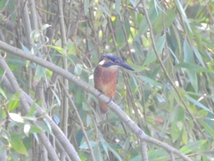 Alcedo atthis ispida