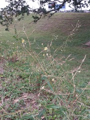 Forsythia koreana