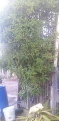 Cestrum laevigatum