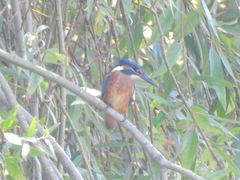 Alcedo atthis ispida