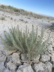 Neokochia americana