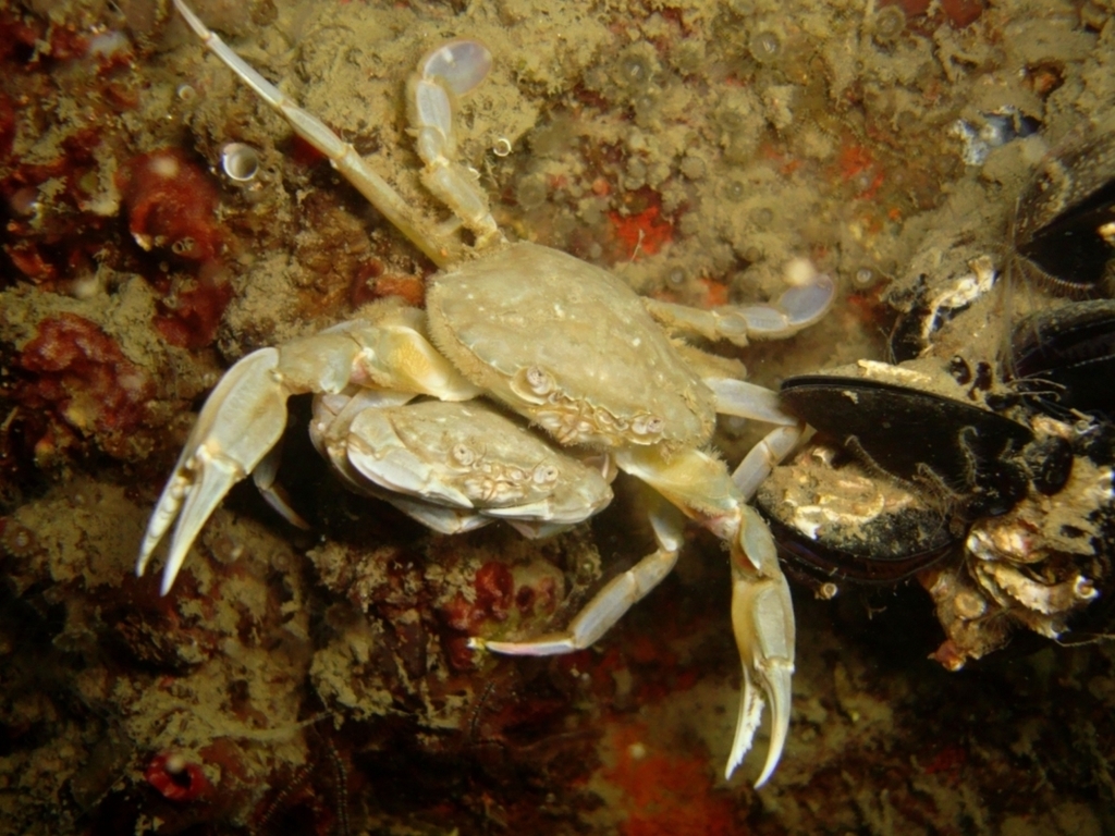 Vernal Crab, photo 1 of 10