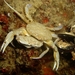 Grey Swimming Crab - Photo (c) cccrll, some rights reserved (CC BY-NC), uploaded by cccrll