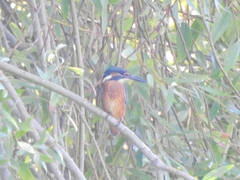 Alcedo atthis ispida