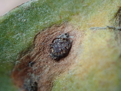 Uromyces limonii