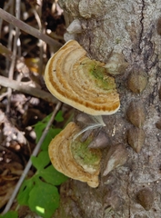 Trametes polyzona