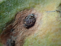 Uromyces limonii