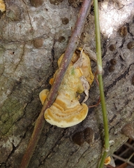Trametes polyzona