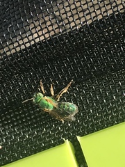 Agapostemon splendens
