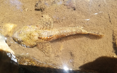 Cottus caeruleomentum