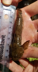 Cottus caeruleomentum