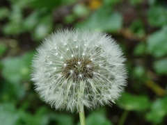 Taraxacum officinale