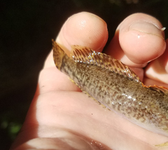 Cottus caeruleomentum