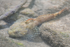 Cottus caeruleomentum