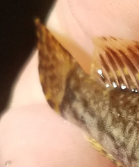 Cottus caeruleomentum