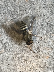 Goniops chrysocoma