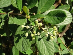 Tetracera