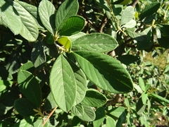 Tetracera