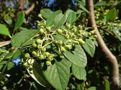 Tetracera