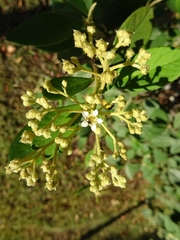 Tetracera