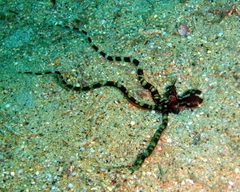 Wunderpus photogenicus