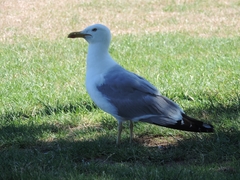 Larus michahellis