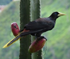 Psarocolius decumanus