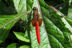 Orthetrum testaceum soembanum