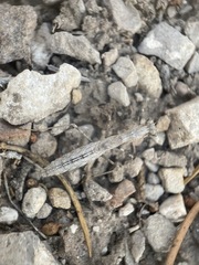Litaneutria skinneri