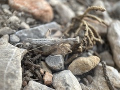 Litaneutria skinneri