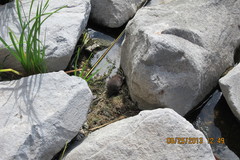 Clethrionomys gapperi