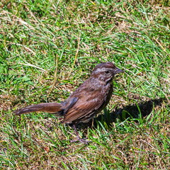 Melospiza melodia morphna