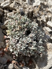 Eriogonum shockleyi